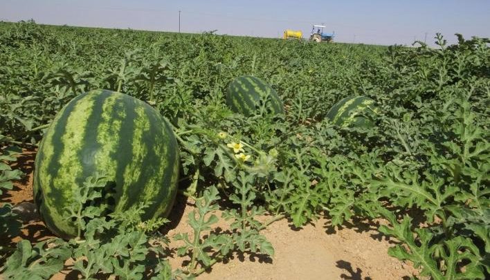 تحذيرات من انعكاس زراعة البطيخ والأفوكادو على المياه الجوفية للمغرب