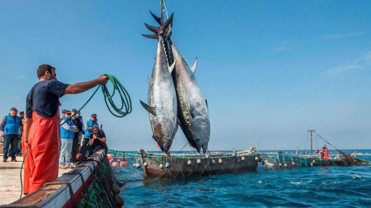 ارتفاع كميات صيد السردين بالعيون يعيد الأمل لقطاع الصيد البحري