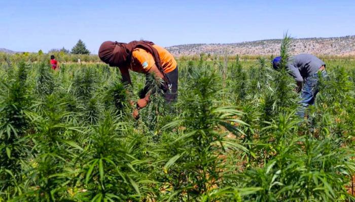 وكالة تقنين القنب الهندي  تبحث سبل اقتصاد المياه في زراعة "الكيف"