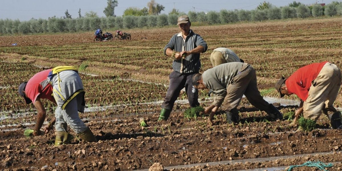 "أمو"..الكونفدرالية المغربية للفلاحة والتنمية القروية تدعو الفلاحين إلى تسوية وضعياتهم