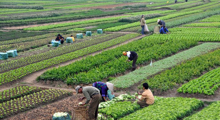 أخيرا.. مخطط المغرب الأخضر يخضع للتقييم من طرف لجنة برلمانية