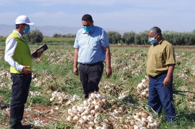 تصدير الخضر والفواكه إلى أفريقيا.. صمت حكومي يربك المصدرين المغاربة