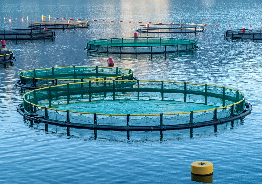 استثمار هولندي ضخم في تربية الأسماك بالمغرب وهذه قيمته