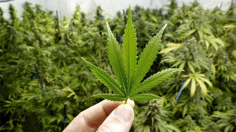 قناة رقمية لطلب تراخيص استغلال "الكيف"