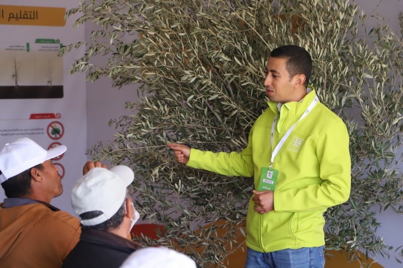 مبادرة "المثمر" لأشجار الزيتون تحل ببني ملال