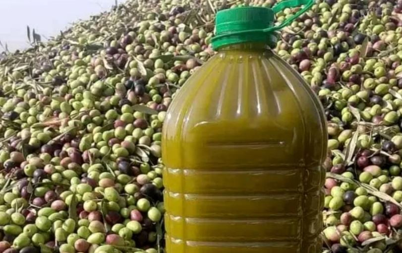 المغرب يتوقع محصول زيتون قياسي وانخفاض ملحوظ في الأسعار