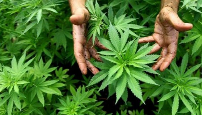 ندوة دولية حول الاستعمالات المشروعة لـ"الكيف" بالرباط