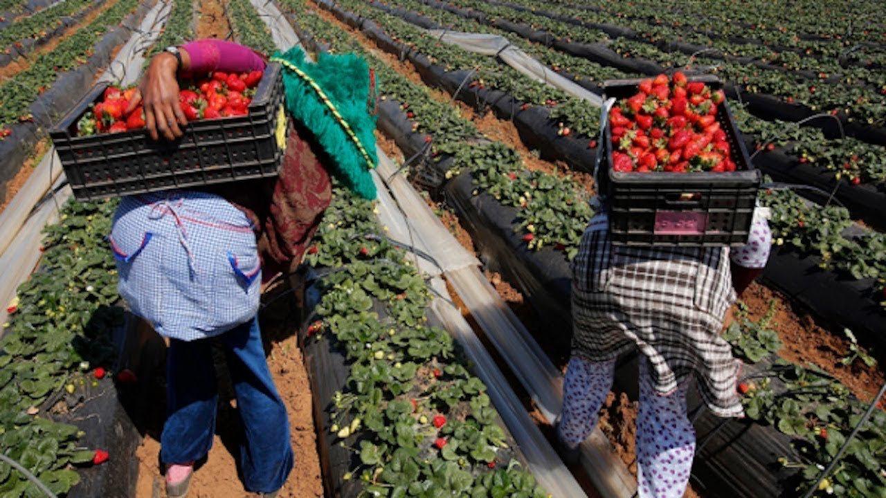 المغرب خامس مستورد وثالث أكبر مصدر لإسبانيا في قطاع الفلاحة