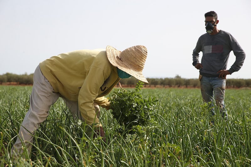 هل تكفي الأمطار الأخيرة لإنعاش الموسم الفلاحي وتقوية الاقتصاد الزراعي؟