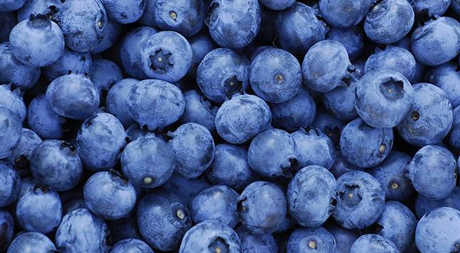 المغرب يعزز حضوره في كندا بصادرات قياسية من التوت الأزرق