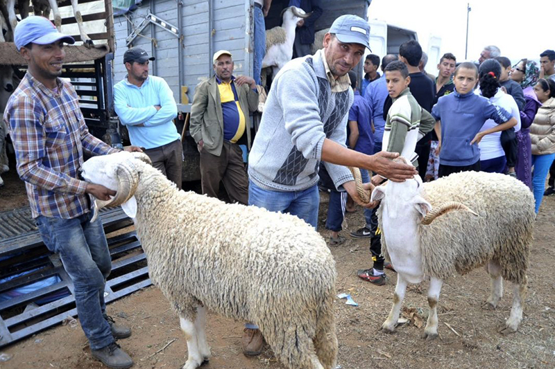 عيد الأضحى.. العرض تجاوز الطلب بـ2.2 ملايين رأس
