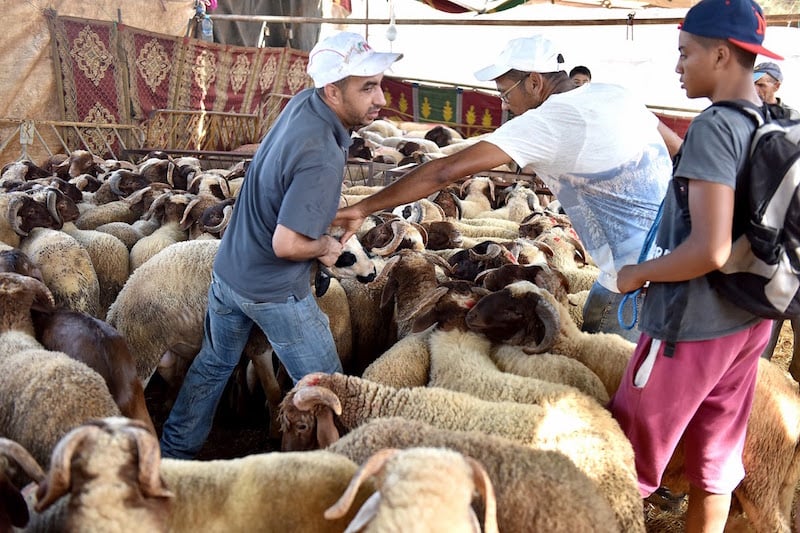 عيد الأضحى.. صديقي يقدر الطلب بـ5.6 ملايين رأس