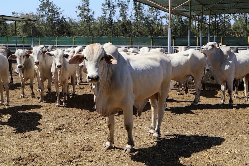 انخفاض ملحوظ في استيراد المغرب للحوم البرازيلية مقارنة بالسنوات الماضية