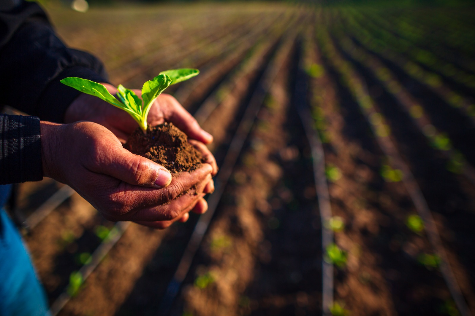 "كوسومار" تطلق موسم زرع النباتات السكرية 2025/2026