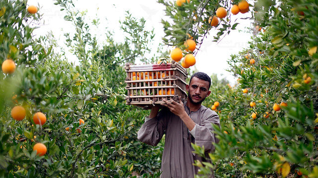 صادرات الحوامض تسجل رقما قياسيا بتجاوزها سقف 700 ألف طن