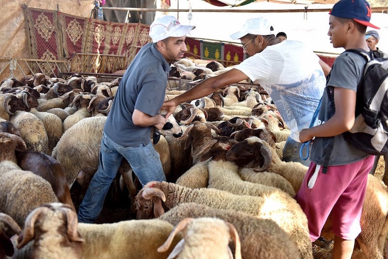 القفز على عيد الأضحى يراود أسرا بعد موجة غلاء رفعت أسعار الأضاحي بـ40 %