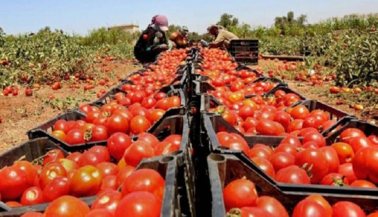 المدير الجهوي للفلاحة يتوقع إنتاج 695 ألف طن من الطماطم بجهة سوس ماسة