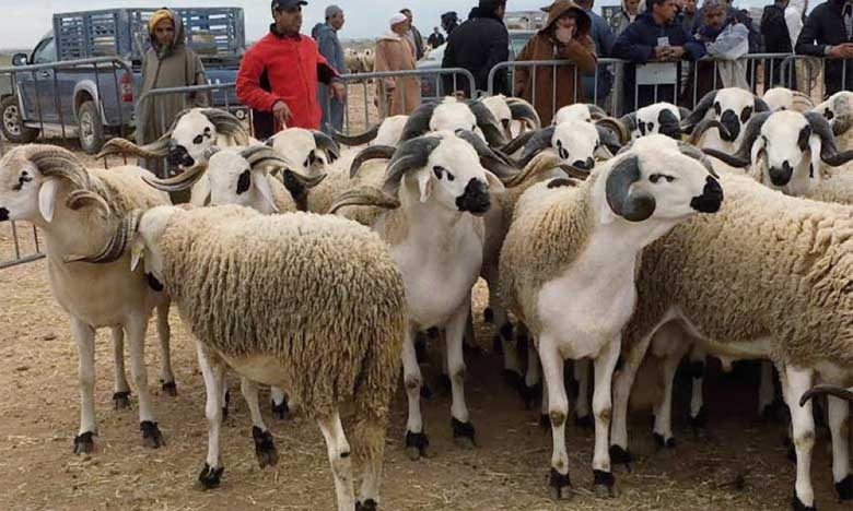 عيد الأضحى.. "الكسابة" يطمئنون المغاربة حول وفرة الأضاحي