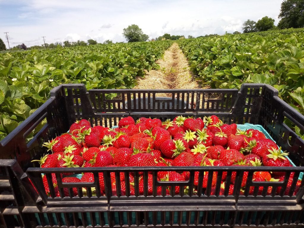 ماهي وضعية إنتاج الفواكه الحمراء وأسعارها في السوق المغربية؟