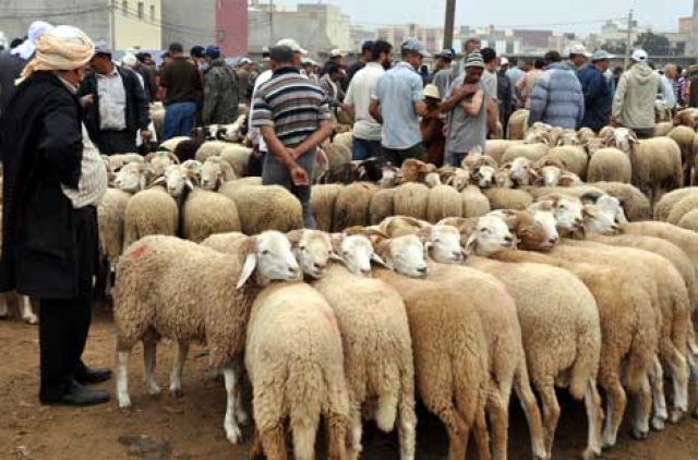 عيد الأضحى.. "الشناقة" يطوقون الأسواق لهيب الغلاء يلفح زوار الضيعات و"الرحبات"