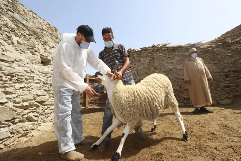 اخضرار الأضاحي.. "العيد الكبير" يستنفر البياطرة