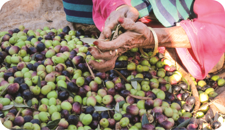 تحسن ملموس في جني الزيتون ينعش آمال انخفاض الأسعار