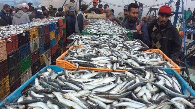 تراجع مفرغات الصيد الساحلي والتقليدي بـ 16 %
