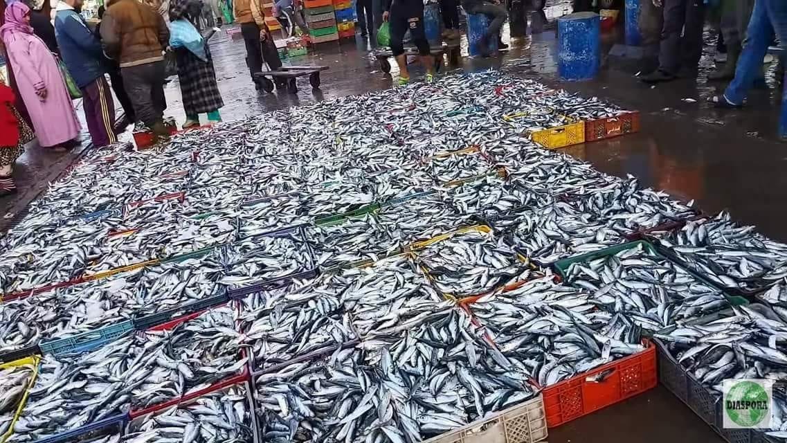 لجان مراقبة الأسعار والجودة تحل بـ"بورصة السردين" في المغرب