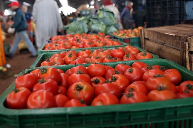 انخفاض طفيف في أسعار الطماطم بأسواق البيضاء + إنفوغراف