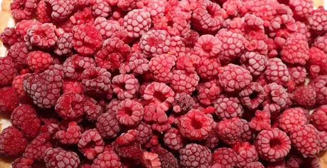 صادرات التوت المغربي المجمد إلى فرنسا تبلغ 5.8 ملايين دولار في 2025